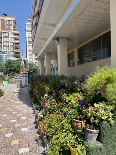 The image depicts an outdoor scene in Kabul, Afghanistan, featuring a well-maintained walkway leading to a building with an overhang supported by columns. The walkway is paved with patterned tiles in shades of brown, yellow, and white. Along the side of the walkway, a lush arrangement of potted plants is displayed, including various flowering plants with pink and red blooms, as well as dense green foliage and succulents. Some of the pots are terracotta, while others are weathered concrete or dark blue. In the background, tall residential buildings with multiple windows and balconies are visible, characteristic of urban development in the city. A flagpole with a light blue and white flag stands near a tiered stone structure. The sky is clear and blue, indicating a sunny day. The scene appears to be a public or commercial space, possibly an entrance to a government building or a private institution, given the flag and the formal arrangement of plants and structures.