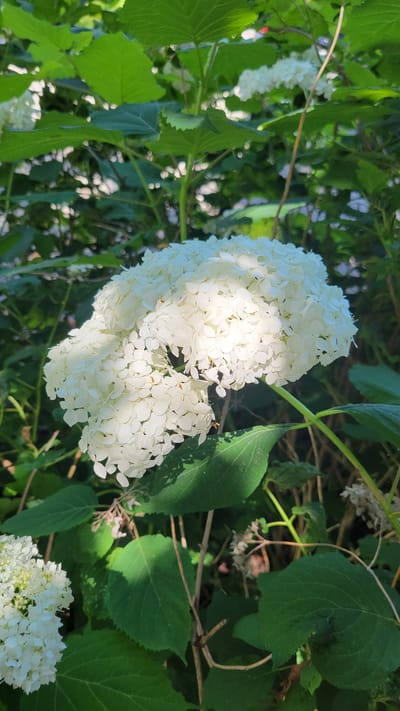 A close-up, outdoor, eye-level shot captures a large, white hydrangea bloom in the foreground, with lush green foliage forming the background. The hydrangea is a dense cluster of small, delicate white petals that are lit by a strong sunlight, creating bright highlights and soft shadows within the bloom. Several large, dark green leaves are visible in the foreground and mid-ground, some overlapping the hydrangea. In the lower left corner, a portion of another white hydrangea bloom is visible. Thin, brown stems weave through the scene, some supporting the blooms and leaves, others appearing as dried remnants. The overall environment suggests a garden setting. There are no people or animals in the image, and no specific identifiable landmarks of Terrebonne, Canada are present.