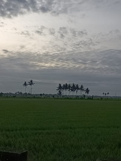This is a vertical, eye-level shot of a rice paddy field under a cloudy sky. In the foreground, the field is a lush, dark green. In the middle ground, a line of coconut palm trees stretches horizontally across the image, silhouetted against the sky. Some of these palms have visible fronds, while others are obscured by the haze. In the background, the sky is filled with layers of gray and white clouds, with a hint of pale sunlight breaking through on the left side. A few distant, faint structures and power lines are visible behind the palm trees. The overall mood is calm and serene, with a natural, rural aesthetic. There are no people or animals visible in the image.