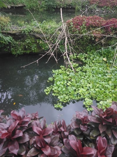 This image depicts a section of a water channel in Kladné, Czechia. The foreground features dense clusters of broad-leafed plants with a deep maroon-red coloration. Immediately behind these plants, a dark body of water occupies the mid-ground. On the right side of the water, a large mass of bright green, round-leafed aquatic plants floats on the surface. A bare, multi-branched tree limb extends from the upper right, diagonally into the water, resting partially submerged. The water's surface reflects overhead foliage, and a small, bright orange object, possibly a fish or fallen leaf, is visible beneath the surface on the left. The banks of the channel are overgrown with various green vegetation; the left bank appears to have a moss-covered, structured edge, while the right bank is densely vegetated with a mix of green and some reddish-purple foliage. No people or active interactions between subjects are visible. The environment is characterized by natural vegetation surrounding a contained water body.