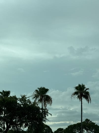 The image depicts a cloudy sky with several palm trees in the foreground, viewed from a low angle. The sky is a pale blue-green with layers of gray clouds. On the left side, a dense canopy of dark green trees is visible, with part of a palm tree peeking out from behind. To the right, two tall palm trees stand out against the sky. The palm on the right has a slender trunk and a full crown of fronds, some of which appear to be drying and hanging down. The palm on the far left is partially obscured by the other trees and has a sparser canopy of fronds. The scene is likely outdoors, possibly in a park or residential area in Venice, United States of America, given the presence of palm trees and lush vegetation. There are no people or discernible actions in the image.