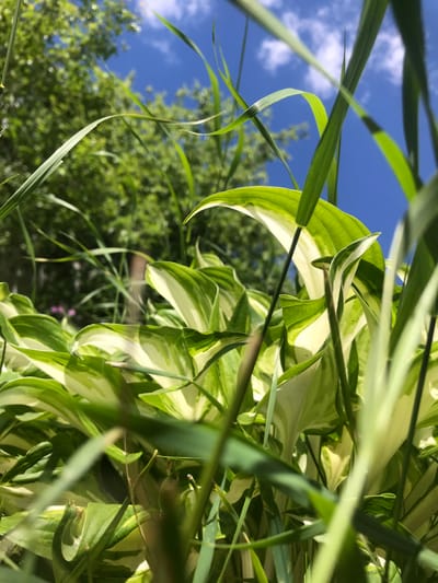 The image shows a close-up, upward-angled view of green and white variegated leaves, likely of a hosta plant, interspersed with blades of green grass. The background features a bright blue sky with scattered white clouds, and the foliage of a tree is visible in the upper right corner. The scene is brightly lit, suggesting it is daytime. There is no indication of the location being Petrykiv, Ukraine in the picture. No people or interactions are visible.