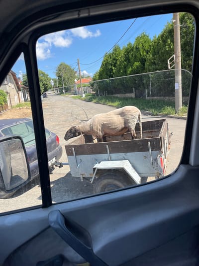 The image is a view through a car window in the city of Poroy, Bulgaria. A sheep is standing in a trailer that is hitched to a dark-colored car. The car is parked on a dirt road, with houses and trees lining the street. The sky is blue with scattered clouds. The sheep is light-colored with a dark face and legs. It is facing to the left, with its head lowered. The trailer is made of metal and has a wooden floor. The car is a sedan, and it is parked on the left side of the road. The houses are a mix of styles, with some having red tile roofs and others having stucco exteriors. The trees are mostly deciduous, and they are in full leaf. The sky is clear and blue, with a few fluffy white clouds. The overall impression is one of a rural or semi-rural setting.
