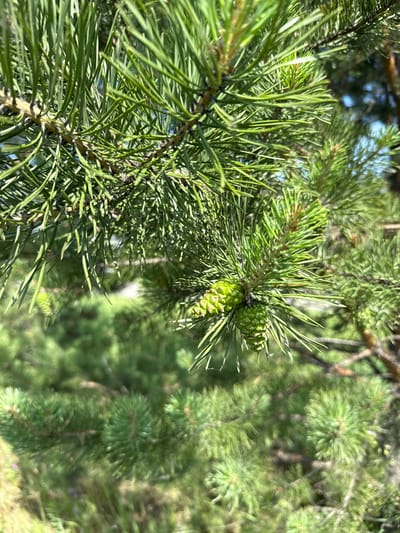 A close-up, natural light, outdoor photograph shows green pine needles and two young, green pine cones on a branch. The pine cones are clustered together and are the main subject of the image. The background is blurred and out of focus, showing more pine branches and needles, and hints of the sky. The scene appears to be in a natural, wooded environment, possibly a park or forest. The image is bright and clear, suggesting it was taken on a sunny day. There are no people or animals visible in the image. The location is confirmed as Терентьевская, Russia.
