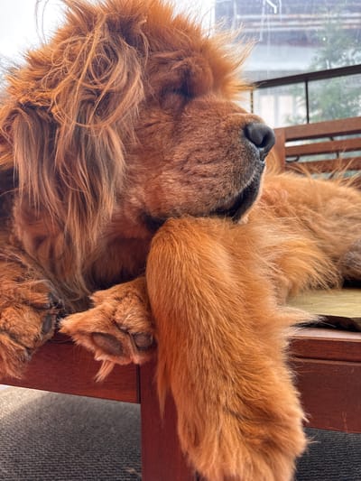 A close-up, head-and-shoulders shot focuses on a fluffy, ginger-colored dog resting on a wooden bench. The dog's fur is thick and shaggy, obscuring much of its face. Its right paw is resting on the bench, its claws visible. The dog's eyes are closed, suggesting it is sleeping or at rest. The background consists of a blurred view of trees and a building through a window, hinting at an outdoor or semi-outdoor setting in Chesnokovka, Russia. The overall mood is peaceful and serene.