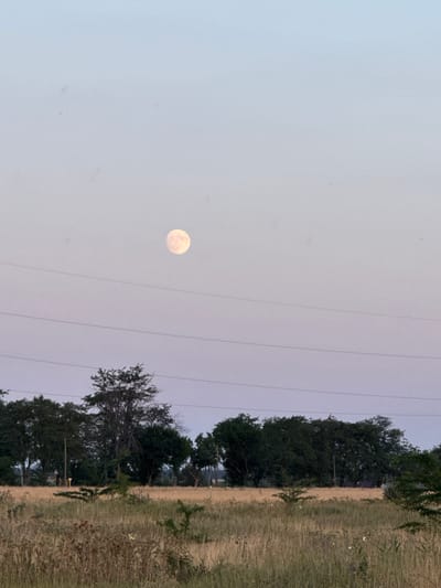 The image shows a rural landscape with a pale yellow moon in the upper left quadrant of a pale blue and pink gradient sky. Several thin, dark power lines run horizontally across the sky. Below the sky is a line of dark green trees that extends across the middle ground. In front of the trees is a field of dry, light brown grass and some sparse green foliage. The overall scene suggests an outdoor setting, possibly at dusk or dawn. The location is identified as Krasnoflotskoye Rural Settlement, Ukraine. There are no people or animals visible in the image.