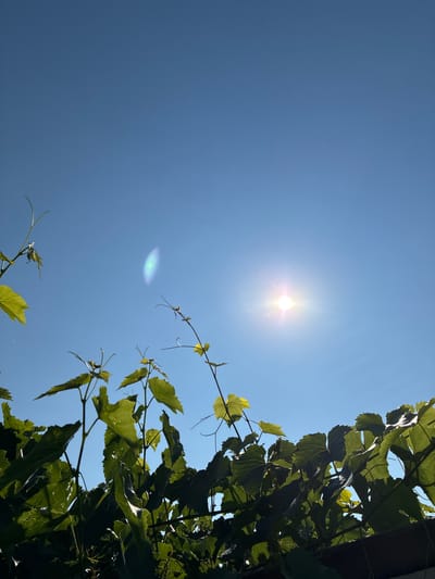 This is a close-up, low-angle shot of green grape leaves against a bright blue sky. The sun is visible in the upper right quadrant of the image, creating a lens flare effect. The leaves appear lush and healthy, with some sunlight filtering through them. There are no people or animals visible in the image. The setting is outdoors, likely a vineyard or garden. There is no information in the image to suggest a specific location within Zhirnov, Russia.