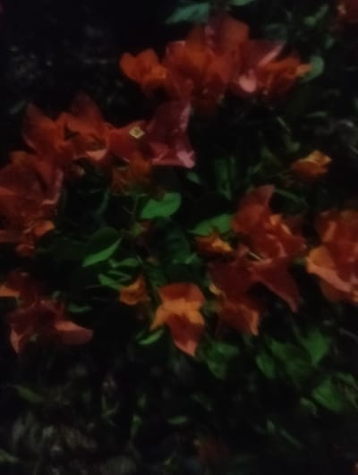 The image is a blurry, dark photograph of vibrant orange and red flowers with green leaves. The flowers appear to be bougainvillea, a common ornamental plant found in tropical and subtropical regions, including Southeast Asia. The lighting suggests it might be evening or nighttime, with artificial light sources faintly illuminating the plants. The background is dark and indistinct, indicating the flowers are likely outdoors, possibly in a garden or natural setting. There are no people, animals, or other discernible objects in the frame. The specific location in Cotseurani, Indonesia cannot be determined from the image itself.