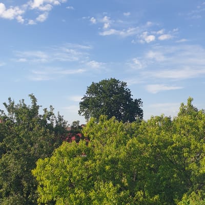 The media file is a photograph featuring a bright blue sky with scattered white clouds. The image is oriented vertically, with the sky occupying the left portion and a dense canopy of green trees filling the right. The trees are lush and full of leaves, some of which are catching the sunlight and appearing a lighter shade of green. In the background, peeking through the trees on the right side, are hints of red rooftops, suggesting a residential or possibly rural setting.
The lighting and clear sky indicate it is daytime, likely under pleasant weather conditions. There are no people or distinct objects visible in the scene, and no text is present. The overall impression is one of a serene, natural outdoor environment. The location context provided is Novy, Russia.