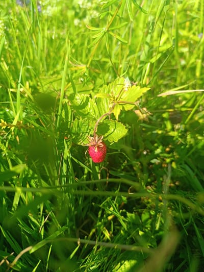 A single ripe wild strawberry, bright red and small, hangs from a delicate stem surrounded by lush green grass and leaves. The sun casts a warm, golden glow, highlighting the textures of the vegetation and creating lens flare effects. The background is a blur of green, suggesting a natural, outdoor setting. The image evokes a sense of natural bounty and peaceful solitude. There is no indication of any human presence or urban environment.