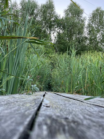 The image shows a close-up view of a weathered wooden walkway or pier extending into a lush green marshland. Tall reeds and other aquatic plants line both sides of the walkway, creating a tunnel-like effect. In the background, a dense forest of trees with green foliage is visible under a pale sky. The walkway is made of rough-hewn wooden planks, with visible cracks and a weathered, gray surface. A small plant with green leaves is growing on the walkway near the reeds. The scene appears to be a natural, outdoor environment, possibly a park or a nature reserve. The location is identified as Nagorny, Russia.