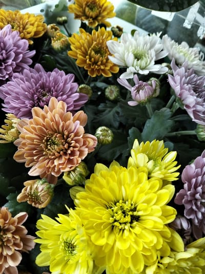The image displays a close-up, overhead view of a vibrant bouquet of chrysanthemums. The flowers are a mix of colors, including bright yellow, soft purple, peachy orange, and white. Some buds are also visible, some partially opened and others still tightly closed. The petals are densely layered, creating a full and textured appearance. The background is composed of dark green foliage and hints of a clear plastic wrapping, suggesting the bouquet is either freshly arranged or being presented. The lighting is bright, highlighting the rich colors and intricate details of the blooms, indicating it might be daytime. There is no visible text in the image. The setting appears to be indoor or a sheltered outdoor space, given the controlled lighting and the presence of the plastic wrap.