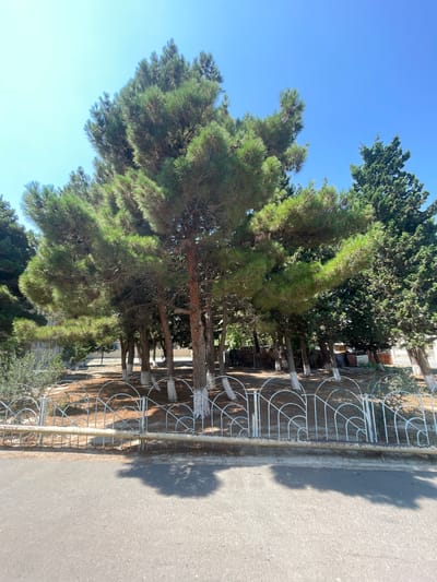 The image depicts a street scene in Sumgayit, Azerbaijan, dominated by a cluster of tall pine trees. The trees are lush green with their branches extending outwards, casting dappled shadows on the ground. The lower portions of the tree trunks are painted white, a common practice in some regions to protect them from pests and damage. A decorative white metal fence with a repeating arched pattern separates the street from the area where the trees are planted. The fence is topped with a weathered horizontal bar. Beyond the fence, the ground is covered with dry leaves and pine needles. In the background, there are hints of buildings, suggesting an urban or suburban setting. The sky is a clear, bright blue, indicating fair weather. The foreground shows a section of an asphalt road. There are no people visible in the image.