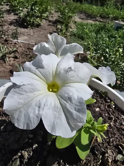 A close-up, eye-level shot shows a white petunia in a white pot, with its petals unfurled towards the viewer. The flower's center is a pale yellow, and a smaller, unopened bud with green sepals is visible to the right of the main bloom. The background consists of dark soil with some scattered debris, and out-of-focus green foliage and barren earth, suggesting an outdoor garden setting. The lighting is natural, casting subtle shadows. The image is located in Serebriansk, Kazakhstan.
