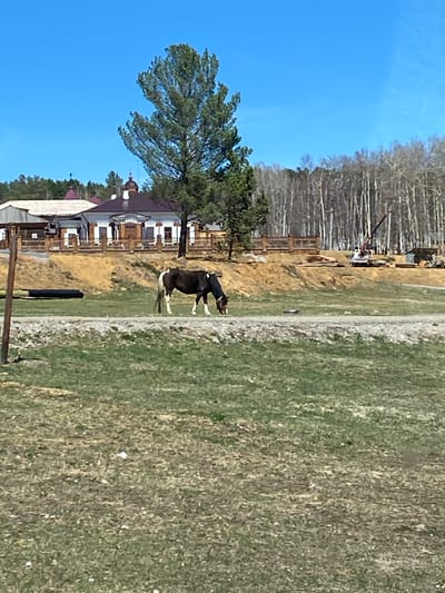 The image shows a landscape in Тальцы, Russia, featuring a black and white horse grazing on a grassy field. Behind the horse is a collection of wooden buildings, including a structure with an onion dome, likely a church. A large tree is situated near the buildings. In the background, bare trees are visible under a clear blue sky. A construction site with heavy equipment is also present in the distance.
