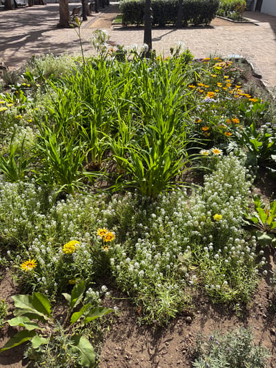A close-up, high-angle shot captures a vibrant flowerbed in the town of Icod de los Vinos, Spain, with sunlight dappling the scene. Tall, green, sword-like leaves dominate the center, interspersed with clusters of small white flowers and scattered yellow and orange daisy-like blooms. To the left, a large, leafy green plant with purplish stems grows from the brown soil, while to the right, broad green leaves emerge from the flowerbed. In the background, a paved walkway lined with trees and benches suggests a public park or plaza. The ground is covered in reddish-brown soil, with small pebbles and scattered leaves.