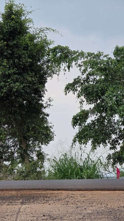 The image depicts a view of trees and vegetation from a low angle in Pơng Drang, Vietnam. The sky is visible between the trees. To the right is a concrete or stone barrier with a rough texture and some discoloration. Tall grass and weeds are also visible behind the barrier and through the trees.