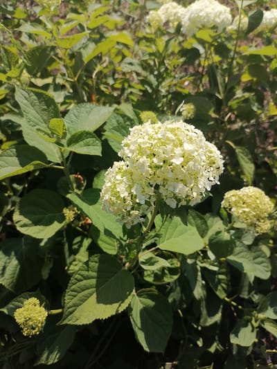 In the city of Kozhokhovo, Kazakhstan, a close-up shot captures a large cluster of creamy white hydrangeas in full bloom, dominating the center of the frame. The flowers are spherical and composed of many small, delicate petals. Surrounding the hydrangeas are abundant, large, dark green leaves with serrated edges, some showing subtle shadows cast by the sunlight. In the background, more hydrangea blooms and foliage create a soft, blurred tapestry of green and white, suggesting a garden setting. A smaller, unopened bud of pale green hydrangeas is visible in the lower left corner of the image. The overall scene is bathed in natural light, giving a sense of a bright, sunny day.