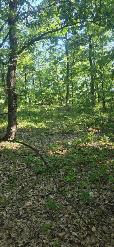 The image depicts a forest scene, likely in a wooded area of Podvis, Bulgaria. The ground is covered in a layer of fallen leaves and some green undergrowth. Trees with green foliage fill the frame, creating a dense canopy overhead that filters sunlight, casting dappled light on the forest floor. A tree trunk is visible in the foreground. There are no people or discernible animals in the image.