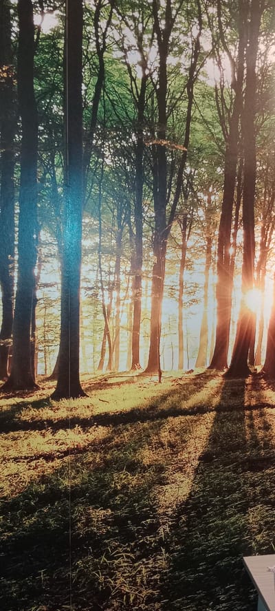 The image depicts a forest scene with tall trees and dappled sunlight filtering through the canopy. The ground is covered in grass and foliage. There are no people or specific objects identifiable that would suggest a location in Alcalá de Henares, Spain, or any other specific city. The scene is natural and appears to be a generic forest.