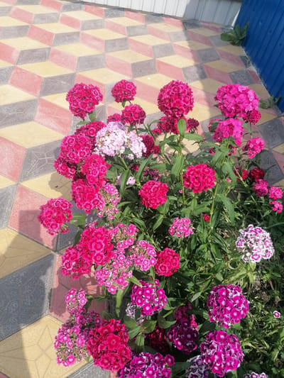 A cluster of vibrant pink and purple flowers, likely Dianthus barbatus, is in full bloom against a backdrop of patterned pavement. The pavement consists of interlocking diamond-shaped tiles in alternating colors of yellow, red, and grey. To the right, a section of a blue corrugated metal fence and some green foliage are visible. The scene appears to be an outdoor setting, possibly a garden or yard in Starye Igiti, Russia. There are no people or animals present. The lighting suggests it is daytime, with shadows cast on the pavement by the flowers.