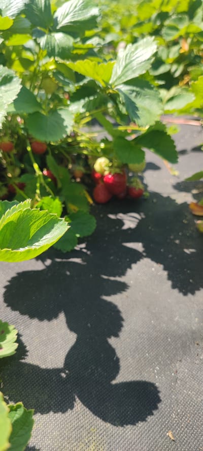 The media file is a close-up shot of a strawberry plant growing outdoors, likely in a garden or farm. The scene is dominated by lush green leaves and several ripe red strawberries, some partially obscured by the foliage. The strawberries appear to be clustered on stems, with some showing hints of unripe green fruit among them. The ground beneath the plant is covered with a dark, textured material, possibly weed matting, which is casting distinct shadows of the leaves and strawberries onto its surface. The lighting suggests it is a sunny day, with bright sunlight illuminating the leaves and creating sharp shadow patterns. The focus is on the natural elements of the plant and its fruit, with a shallow depth of field blurring the background. The overall impression is one of a bountiful harvest in a natural, agricultural setting. No people, text, or specific events are visible.