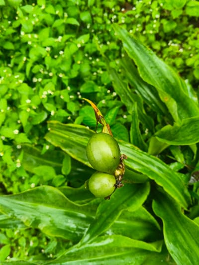 A close-up photograph taken in Keo Kouang, Laos, depicts a natural botanical scene. The central focus is on two spherical, unripe green fruits attached to a stem. The upper fruit measures approximately 1.5 cm in diameter, exhibiting a smooth, slightly reflective surface. Directly below it, a smaller green fruit, approximately 1 cm in diameter, is also visible. The stem to which they are attached shows some brown organic material, and a yellow-green leaf with a brown, desiccated tip is present near the top fruit. The immediate foreground and right side are dominated by large, elongated green leaves, some showing wetness or sheen. The background consists of a dense layer of smaller, lighter green foliage dotted with numerous tiny white flowers, appearing somewhat out of focus. No human subjects or animals are present.