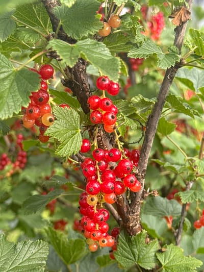 A close-up, eye-level shot shows a branch of red currants with numerous ripe berries. The berries are predominantly a vibrant red, with some clusters featuring lighter red and yellowish-orange hues, indicating varying stages of ripeness. Each berry is small and round, attached to a thin stem. The branch itself is rough and brown, with a few green leaves interspersed among the fruit. Some of the leaves are partially obscured by the berries and other foliage. The background is a blur of green leaves and more red currants, suggesting a dense thicket or bush. The lighting appears to be natural daylight, possibly overcast, as there are no harsh shadows. The image conveys a sense of natural abundance and the freshness of ripe fruit. The location context provided is Mursalimkino, Russia, which implies this is an outdoor scene in a natural or cultivated environment. There is no visible text in the image. The activity taking place is simply the natural process of the red currants growing and ripening on the branch.