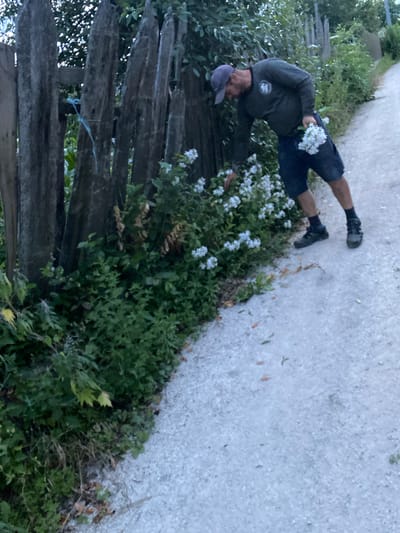 A man wearing a dark long-sleeved shirt, dark shorts, a dark baseball cap, and dark shoes is bending down to pick white flowers from a bush. He is on a gravel path next to a rustic wooden fence. The fence is made of irregularly shaped, weathered wooden posts. Behind the fence, there is dense green foliage. The path curves to the right and appears to be in a rural or semi-rural setting. The lighting suggests it is either early morning or late afternoon. The man is holding a small bunch of the white flowers in his left hand. The location is described as the city of Horodca, Moldova.