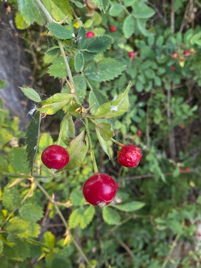 The image displays a close-up view of rose hips on a thorny plant, set against a blurred background of greenery. Three ripe rose hips are prominently visible: one large, round, red hip hangs from the center of the frame, with two smaller red hips to its left and right. The plant's stems and leaves are also visible, some bearing sharp thorns. The overall lighting suggests it is daytime, with sunlight illuminating the scene. The image was captured outdoors, likely in a natural or semi-natural setting within the city of Kara-Sai, Kyrgyzstan. There are no people or animals present in the image.