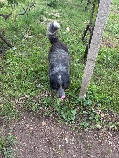 This full-frame, vertically oriented photograph provides an overhead view of a black and white dog in a rural or garden setting in Kozlovets, Bulgaria. The dog is positioned towards the bottom center of the frame, facing right, with its head turned down towards the ground. Its pink tongue is extended, suggesting it is licking or investigating something on the green grass. The dog has distinctive black fur with prominent grey or white markings, particularly on its back, and a fluffy, curled tail which is visible on the left.
The scene features a vibrant mix of green grass and weeds, along with patches of bare brown soil that create a natural and somewhat untended environment. A small, light-colored object, possibly a piece of bread or a mushroom, rests on the grass near the dog's left paw. A sturdy concrete post extends diagonally from the top left towards the center, likely part of a fence or a support structure for plants. Below the concrete post, parts of a gnarled, dark wooden vine stem are visible, indicating the presence of grapevines, consistent with a vineyard setting. The lighting is soft and diffused, suggesting an overcast day or late afternoon. There is no visible text in the image. The overall impression is a candid moment of a dog exploring its surroundings.