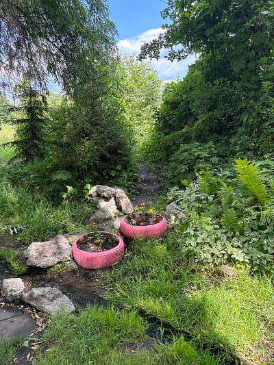 The image depicts a serene natural scene with a path winding through lush greenery. In the foreground, two pink repurposed tires serve as planters for small flowers and pinecones, positioned near a shallow stream. The stream is bordered by rocks and overgrown grass. Surrounding the stream and path are abundant trees, bushes, and ferns, creating a dense woodland environment. The sky above is a clear blue with scattered white clouds, indicating a pleasant day. The overall impression is one of a natural, slightly wild, and creatively decorated outdoor space, possibly a park or a garden within the city of Новоподклетное, Russia. There are no people or animals visible in the image.