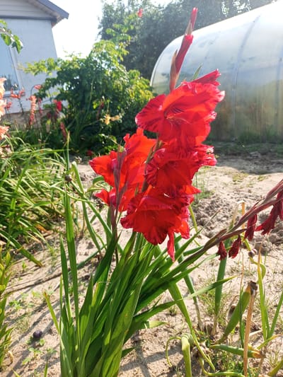 A close-up, low-angle shot captures a cluster of vibrant red gladiolus flowers in a garden setting. The flowers, with their characteristic ruffled petals and dark red stripes, are in full bloom, with one bud still emerging at the top. The background is softly blurred, revealing a greenhouse structure with a curved, transparent covering on the right, and a portion of a white building with a dark roof on the left. Lush green foliage surrounds the flowers, and the ground appears to be sandy soil with scattered dry leaves and a few small plants. The lighting suggests a sunny day, casting shadows and highlighting the texture of the petals. The overall scene evokes a peaceful garden environment. The specific location is within the Хальчанскі сельскі Савет, Belarus.