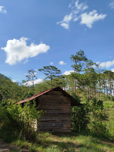 The image displays a rural landscape in Tuý Sơn, Vietnam, under a bright blue sky dotted with scattered white cumulus clouds. In the lower-center, a weathered wooden shack with horizontal plank siding and a rusted reddish-brown corrugated metal roof is partially visible. Dense green bushes and grass surround the shack, particularly on its left side and in the immediate foreground, where sunlight casts distinct shadows. Behind the shack and extending to the right, a prominent hill is covered densely with numerous tall, slender conifer trees, characterized by their green needle-like foliage and straight trunks. No individuals, animals, or specific actions are depicted.