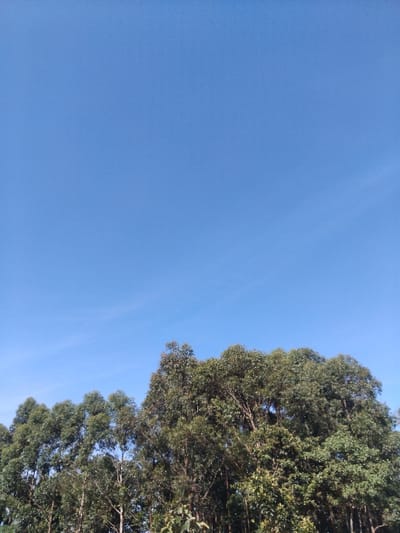 Vibrant green trees line the right side of the frame, showcasing dense foliage. The trees' dark branches are partially visible. A clear, cloudless, pale blue sky fills the majority of the view. The perspective is angled, as if looking upwards towards the sky through the trees.