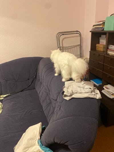 The image shows a white cat standing on the back of a dark blue couch. The couch is in a room with a pale pink textured wall. To the right of the couch is a dark wood dresser with several drawers. The top drawer is open, and a stack of books and papers is visible on top of the dresser. A light blue bag is also on top of the dresser. In the background, behind the cat, is a silver metal folding rack. A light-colored t-shirt is folded on the couch in front of the cat. The floor is visible in the lower right corner of the image and appears to be wood. The scene is indoors. There is no information about the city of Hildesheim, Germany in the image.
