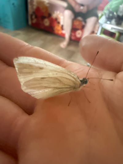 A butterfly with translucent, white wings is resting on a person's hand. The butterfly's body is visible, as are its antennae and legs. The background is out of focus and appears to be an indoor setting with furniture and people. The scene is brightly lit. The location is not discernable from the image.