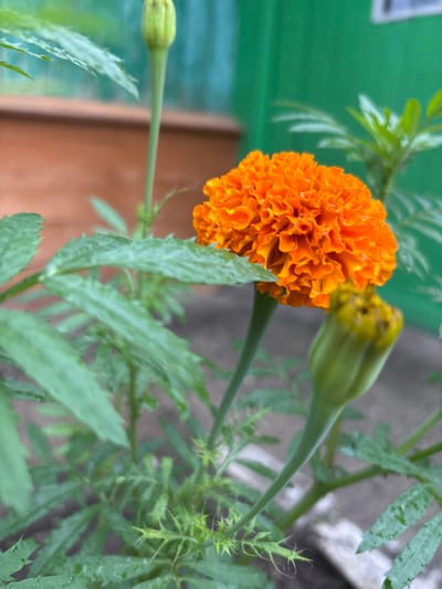 An orange marigold flower is in full bloom, its petals a vibrant and ruffled texture, slightly wet. It is positioned to the right of center in the frame. Below and to the right of the bloom is a closed marigold bud, green and slightly fuzzy. The marigold plant has several serrated green leaves and stems visible, some of which are also wet. In the background, a blurred, light brown wooden fence is visible on the left, and a blurred, bright green wooden structure, possibly a building, is on the right. The ground appears to be a mix of concrete and soil. There are no people or animals present. The location is not specified as Gonja, Russia.