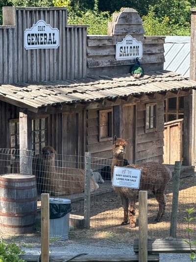 This image captures a rustic scene at a farm or petting zoo, likely in Central Saanich, Canada. In the foreground, an alpaca stands behind a wire fence, with a sign attached to the fence reading "BABY GOATS AND LAMBS FOR SALE." Behind the alpaca, another alpaca is visible lying down. To the left, a wooden barrel and a trash can are situated near the fence. The backdrop features a wooden structure resembling an old Western town, complete with signs that read "GOAT GENERAL" and "SHEEP SALOON." A peacock is perched on the roof of the "SHEEP SALOON." The overall environment suggests an outdoor attraction, possibly a family-friendly farm experience. The lighting indicates it is daytime, with sunlight casting shadows and highlighting the wooden textures of the buildings.