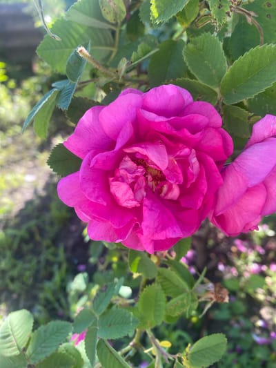 A close-up, eye-level shot showcases a vibrant pink rose in bloom, its petals layered and slightly ruffled. The rose is the primary subject, positioned slightly to the left of center, with a second, lighter pink rose visible on the right edge of the frame. The background is a soft blur of green foliage and hints of more pink blossoms, suggesting a garden setting in Vălcineț, Moldova. Sunlight catches some of the leaves, creating highlights and a sense of depth. No people or animals are present in the image. The focus is entirely on the floral subject and its natural environment.