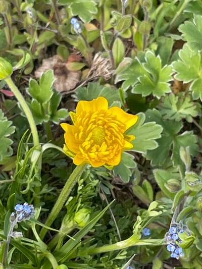The image presents a close-up view of a garden bed, likely in Barkach, Bulgaria. The focal point is a bright yellow flower, seemingly a type of buttercup, with numerous tightly packed petals. It is surrounded by various green plants and foliage, including leaves with white-edged, rounded lobes, likely a species of *Ranunculus*. Sprigs of small, light blue flowers, likely *Myosotis*, commonly known as forget-me-nots, are also visible. The overall setting is a natural, unmanicured garden environment. There are no people present. The environment appears to be a mild or temperate climate, suitable for flowering plants.