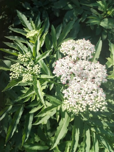The image shows a cluster of elderflower blossoms and buds against a backdrop of deep green, serrated leaves. The blossoms are small, delicate, and white, with hints of pink in their centers. Some clusters are fully open, revealing intricate petal structures, while others are still tightly packed buds. The leaves are lance-shaped and toothed along the edges, creating a textured and lush canopy.

The lighting suggests it is daytime, with strong sunlight casting dappled shadows through the foliage. The scene appears to be outdoors, likely in a garden or natural setting, given the abundance of plant life. The overall impression is one of natural beauty and the abundance of summer growth. There is no visible text in the image. The location context of Dumbrăveni, Romania, suggests this plant is likely *Sambucus nigra*, the European elder, which is common in the region and known for its fragrant blossoms.