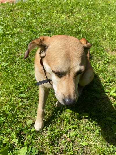 A tan dog with a black collar is sitting on green grass in the city of Korvet, Russia. The dog is looking down with its eyes closed, and its ears are perked up. The sun is shining, casting a shadow on the grass to the right of the dog. The grass is short and well-maintained, with a few scattered leaves. There is a brick wall in the background, slightly out of focus.