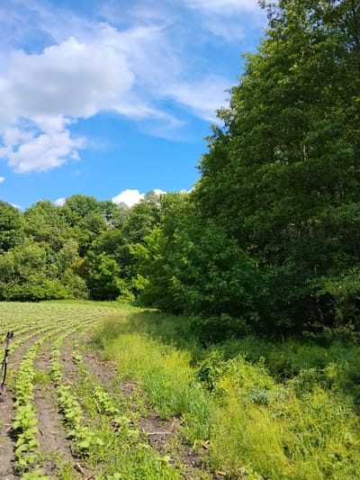 In Matiashivka, Ukraine, a curved field of young green plants, likely sunflowers due to their appearance and cultivation pattern, is visible in the foreground, extending towards the left side of the image. A black metal object, possibly a metal detector with its head near the ground, is positioned on the edge of the field. The field is bordered by a grassy area with wildflowers. Behind the field and grassy area, a dense line of mature green trees forms a backdrop, with the taller trees on the right partially obscuring the view of the sky. The sky is a vibrant blue with scattered white cumulus clouds.