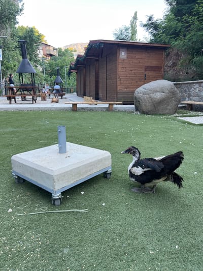 The image depicts an outdoor area with artificial turf, likely a public park or recreation space in Kakopetria, Cyprus. In the foreground, a muscovy duck with black and white plumage stands on the turf next to a large, wheeled concrete base for an umbrella or similar object. Behind this, picnic tables and barbecues are visible, with a few people seated at tables. Further back, there are rustic wooden structures, possibly small cabins or stalls, and a large boulder. Trees and vegetation frame the background, with a hint of buildings on a hillside above. The lighting suggests it is daytime, likely late afternoon given the soft light.
