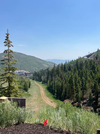 A high-angle, eye-level, wide shot captures a verdant mountain landscape on a clear, sunny day. The scene, likely located in Park City, United States of America, showcases a sprawling residential or resort development nestled on a mountainside, visible in the mid-ground. Construction cranes indicate ongoing development. A dirt path winds its way down the slope, flanked by dense evergreen forests and grassy meadows. In the foreground, lush green vegetation and dark mulch are visible, with a small red flag planted in the mulch. A lone evergreen tree stands tall on the left side of the frame, its branches adorned with numerous pinecones. In the distance, hazy mountain ranges form a layered backdrop under a clear blue sky. A ski lift infrastructure is also present on the right side of the frame, suggesting a mountain resort environment. No people are visible in the image.