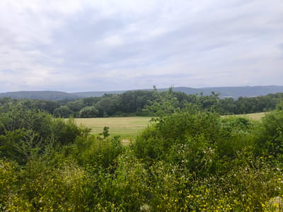 This is a landscape photograph taken in Holčíkovce, Slovakia. The image depicts a view of rolling hills covered in dense green trees, with a large, open field of mown grass in the midground. In the foreground, there is a dense thicket of greenery and wildflowers, with small yellow and white blossoms. The sky above is overcast with pale gray clouds. There are no people or animals visible in the scene.