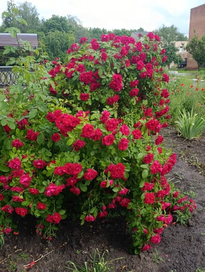 A dense bush of deep red roses is the central subject of this photograph. The roses are in full bloom, with many clusters of flowers and green foliage. The bush is large and spreads outwards, with some branches reaching towards the ground. The ground around the bush is dark, rich soil, with a few sparse green shoots and some fallen leaves. In the background, there are hints of a city environment: a brown-roofed structure, a black metal fence with an oval design, and the upper portions of buildings that appear to be some distance away. Further in the distance, a line of green trees forms the horizon. The sky is overcast with light gray clouds. The scene appears to be a garden or park area in the city of Khorol, Ukraine.