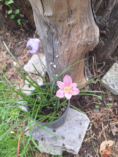 In the city of Zeda Sazano, Georgia, a close-up, eye-level shot captures a pink rain lily in a dark gray pot. The lily is in full bloom, its delicate petals unfurling to reveal yellow stamens. The plant's long, green leaves arch outwards, creating a lush base for the flower. Behind the lily, a weathered, split tree trunk dominates the background, its rough texture contrasting with the smooth petals of the flower. The ground around the tree and the pot is covered with dry leaves, twigs, and a few scattered rocks. In the upper left corner of the frame, a blurred purple lid of a container is visible, suggesting a potentially unkempt outdoor area. The lighting is natural, with shadows indicating a slightly overcast or dappled sunlight condition.