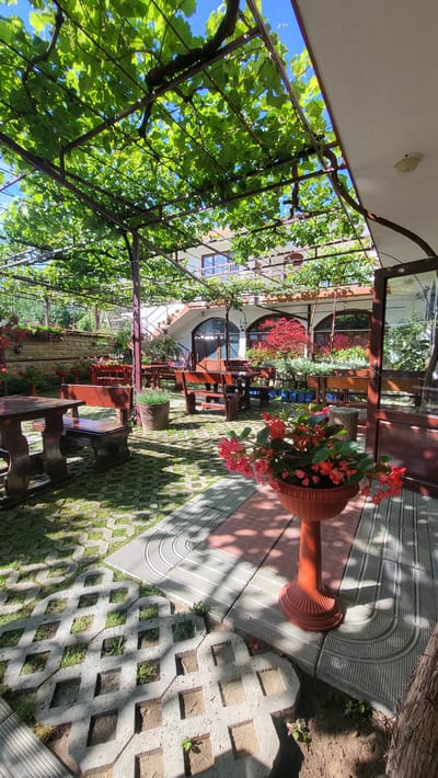 The image depicts an outdoor seating area, likely a restaurant or guesthouse courtyard in Arkovna, Bulgaria, bathed in sunlight filtering through a lush green canopy of grapevines. Several wooden picnic tables with benches are arranged on a paved area composed of interlocking concrete pavers interspersed with patches of grass. A terracotta pot overflowing with vibrant pink flowers stands prominently in the foreground. In the background, a building with arched windows and doors is visible, suggesting it is part of the establishment. The overall impression is one of a serene and inviting outdoor space, perfect for dining or relaxation.
